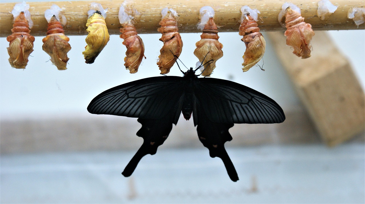 découvrez comment la transformation peut impacter positivement votre vie personnelle et professionnelle. conseils, stratégies et ressources pour réussir votre changement.