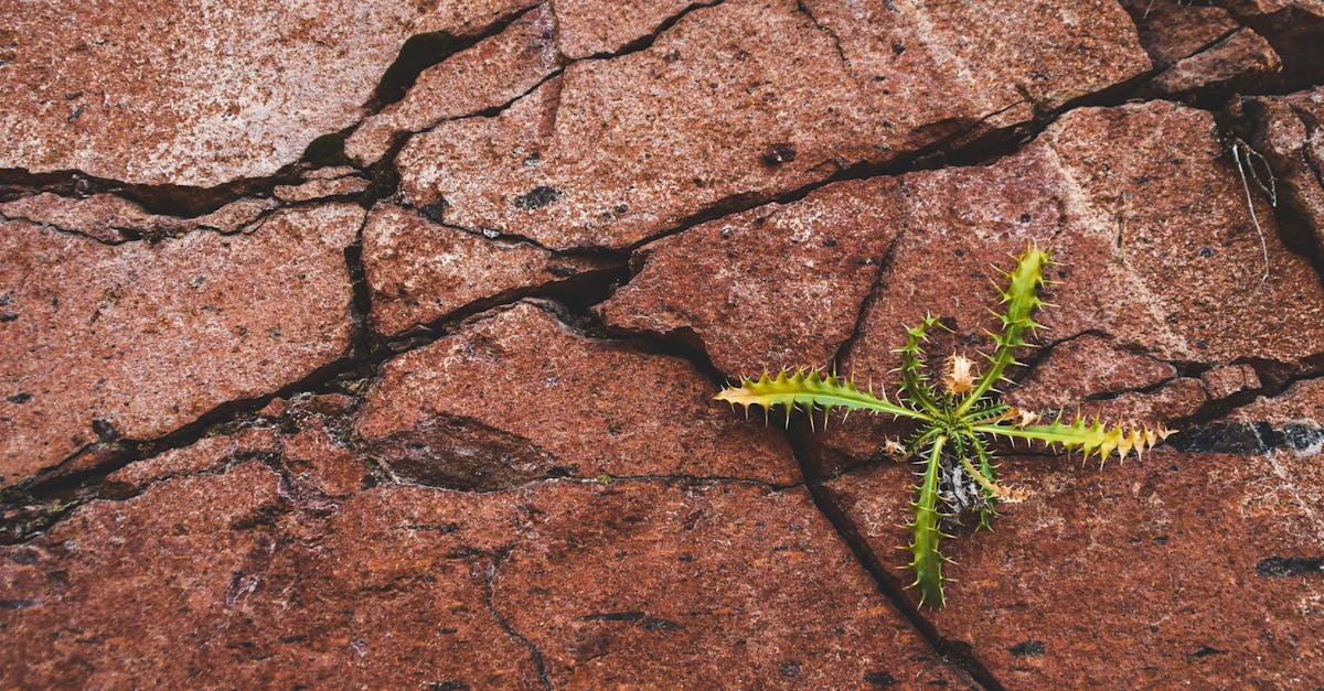 découvrez la résilience, cette capacité essentielle à surmonter les défis et à s'adapter aux adversités. explorez des stratégies et des anecdotes inspirantes pour renforcer votre force intérieure et transformer les obstacles en opportunités de croissance.