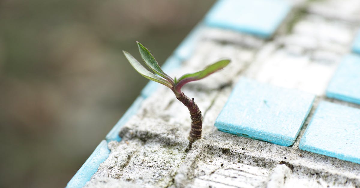 découvrez le concept de résilience, une qualité essentielle pour surmonter les défis de la vie. apprenez comment développer votre capacité à rebondir face aux adversités et à cultiver une attitude positive pour un avenir meilleur.