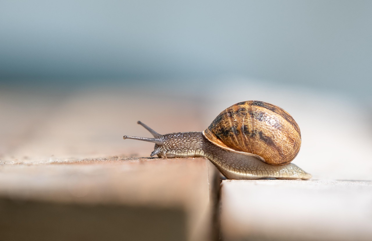 découvrez le slow tourism, une nouvelle façon de voyager en prenant le temps d'explorer, de savourer chaque moment et de privilégier des expériences authentiques et respectueuses de l'environnement. optez pour un tourisme durable et apaisant.