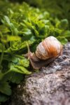 découvrez le slow tourism, une nouvelle façon de voyager en privilégiant la lenteur, l’authenticité et la rencontre avec les habitants. partez à la découverte de destinations hors des sentiers battus, loin du tourisme de masse, pour des expériences uniques et écoresponsables.