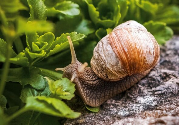 découvrez le slow tourism, une nouvelle façon de voyager en privilégiant la lenteur, l’authenticité et la rencontre avec les habitants. partez à la découverte de destinations hors des sentiers battus, loin du tourisme de masse, pour des expériences uniques et écoresponsables.