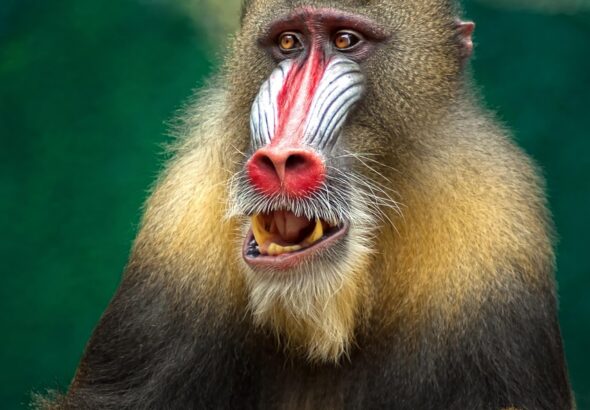 découvrez les industries prometteuses en afrique, offrant de nombreuses opportunités de croissance et d'innovation sur le continent.